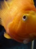 goldfish