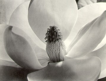 Imogen Cunningham