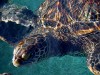 la tortuga