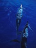 dolphins
