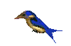 [Bird1]