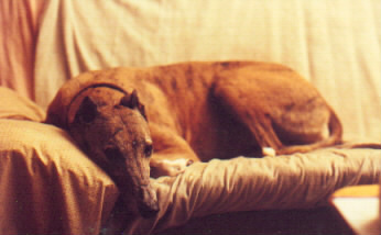 Brighton is also a foster dog who stayed.&nbsp; Click here for her story.