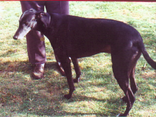 Click here to see his buddy "Ragnell"