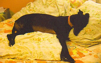 Step this way to see the Fred Astaire of the Greyhound world.
