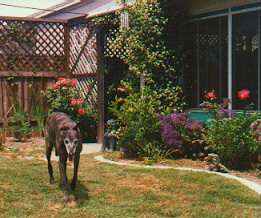 Click here for additional pictures of Mungo and family.