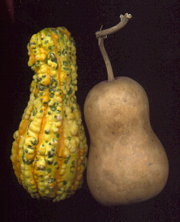 Click for Latest work - Gourds!