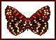 Ywings.gif (11215 bytes)