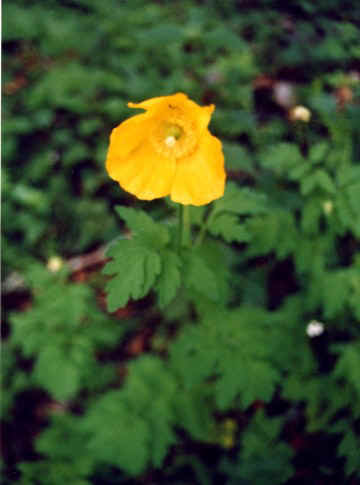 amapolamarilla.JPG (36370 bytes)