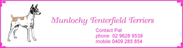 nsw australia tenterfield terrier
