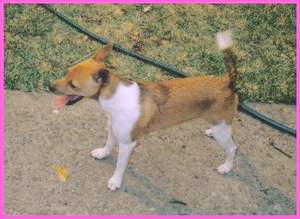 Cheyanne Tenterfield Terrier