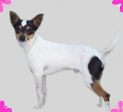 Gizmo tenterfield terrier munlochy nsw
