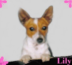 lilly tenterfield terrier munlochy australia