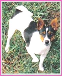Zac tenterfield terrier munlochy australia