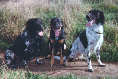 Suki, Scully and Beamer