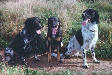Suki, Scully and Beamer