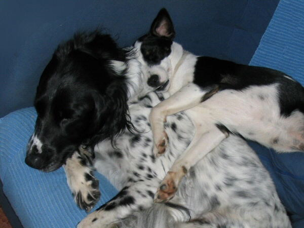 Joe and Holly