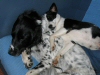 Beamer and Poppy
