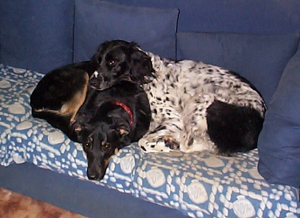 Joe and Holly