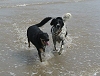 Beamer & Scully at the seaside!