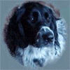 CLICK HERE TO JOIN THE VERSATILE DOGS WEB RING