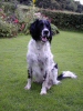 Bertie (Hansmic Horse Chestnut)