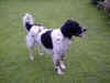 Bertie (Hansmic Horse Chestnut)