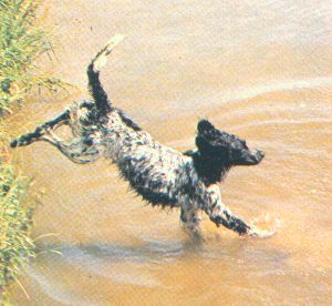 water dog!