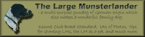 Large Munsterlander