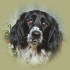 Large Munsterlander