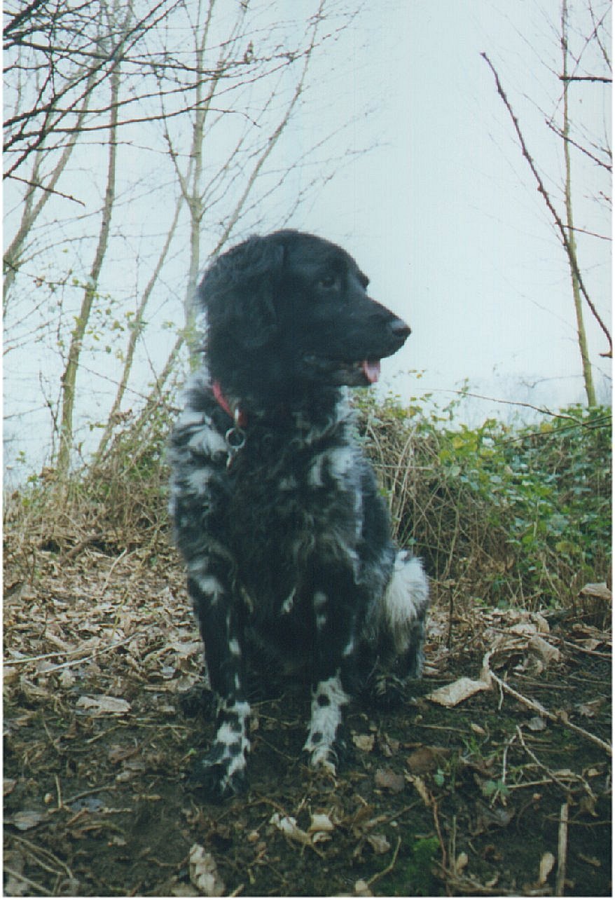 Suki