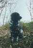 Suki