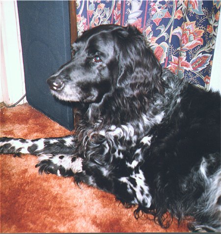SUKI