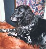Our last photo of Suki