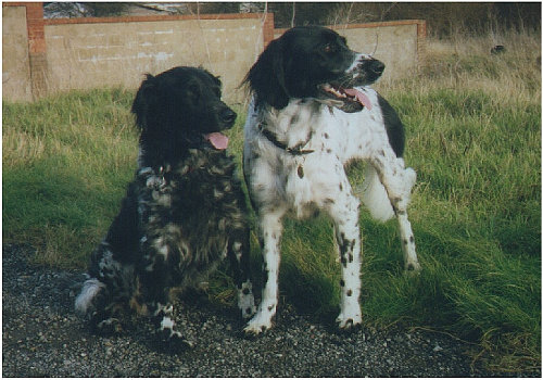 Suki and Beamer