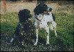Suki and Beamer