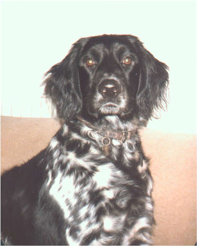 Suki