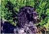 Zep - 