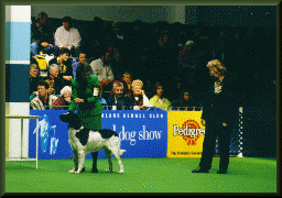 Dog Show