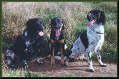 My three dogs