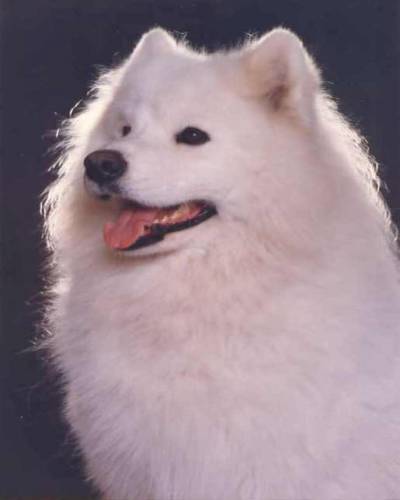 Click here to view Jad's pedigree