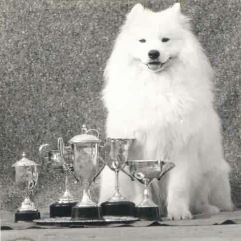 Click here to view Jad's pedigree