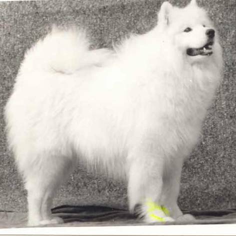 Click here to view Jad's pedigree