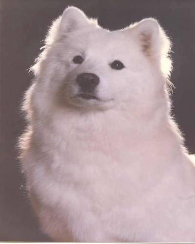 Click here to view Aja's pedigree