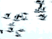www.geocities.com/siirimiz/link.html