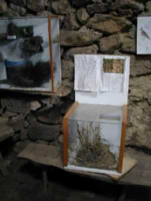 Cogujadavitp.jpg (35934 bytes)