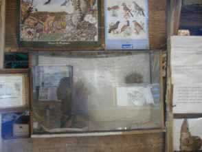 EscribanovitpJPG.jpg (25085 bytes)