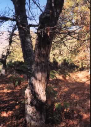 Picapinosvitp.JPG (50638 bytes)