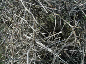 UrracaPatriCoronap.JPG (43461 bytes)
