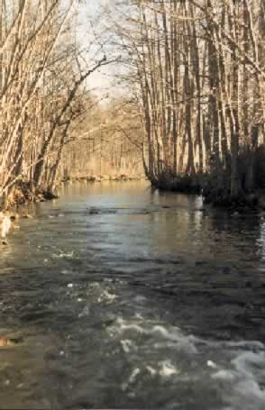 alisor�o.jpg (61647 bytes)