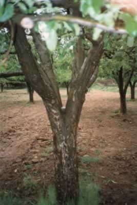 calandria1p.jpg (34579 bytes)